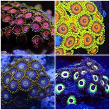 Pack of 4 Zoas Zoanthids Live Corals ( LPS SPS MUSHROOM ACROPORA MONTYPORA)