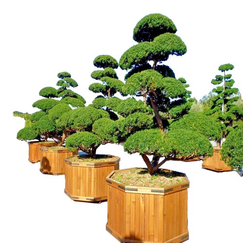 Eibe Renkes Kleiner Grner 25-30cm - Taxus baccata | eBay