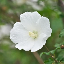 Althea Rose of Sharon White Tree – Live Plant in Quart Pot – No Ship to PR, HI
