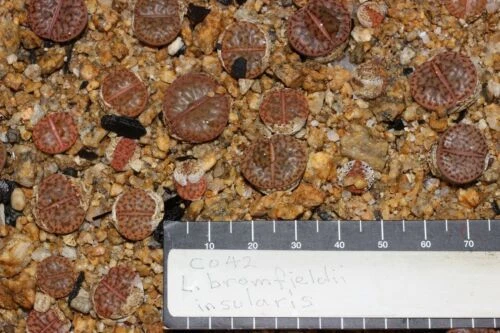 Lithops bromfieldii ssp. insularis C042, 10 seedlings at 10mm+ size - Picture 3 of 3