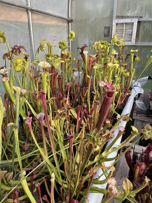  Sarracenia Variety Pack x4 Small-Medium
