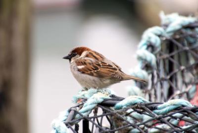 HOUSE SPARROW BIRD GLOSSY POSTER PICTURE PHOTO PRINT small wild aviary 4771