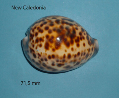 Cypraea Tigris Gelb Neukaledonien 71,5 mm   