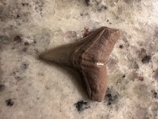 BULL SHARK TOOTH NO REPAIRS