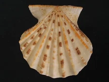 Amazing Pattern..EXCELLICHLAMYS HISTRIONICA~40.7mm~Thailand SEASHELL