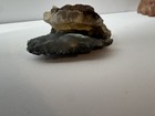 Natural Black/Green Chalcedony Botryoidal Mineral Specimen DelNorte Colorado 70g — photo 6