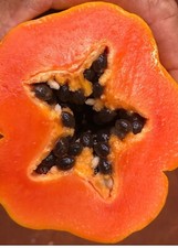 Red Lady Papaya Tree 1.5-3 Ft