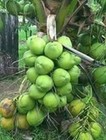 Organi Dwarf Coconut seed two sprouted seeds — photo 2