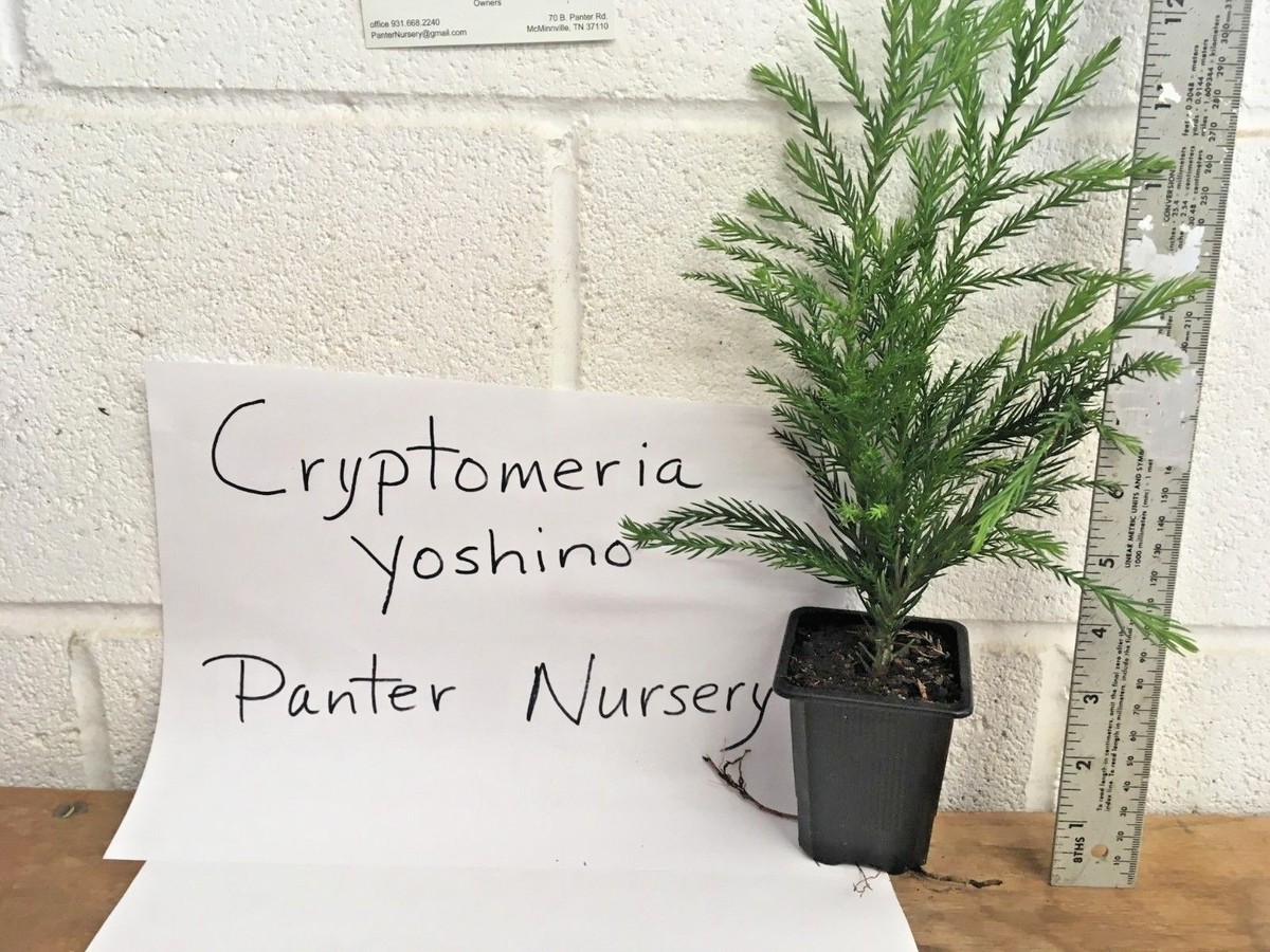 CRYPTOMERIA YOSHINO Japanese Cedar qt pot | eBay