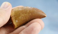 Large Carcharodontosaurus African T-rex Tooth 2.0