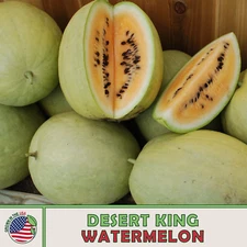 10 Desert King Watermelon Seeds, Heirloom, Non-GMO, Genuine USA