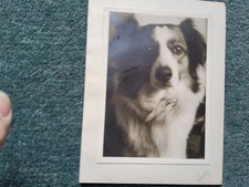 Vintage Photograph Dog Tr543