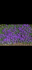 Aubrieta Blue Plant Large Plugs – Buy 2 Get 2 Free – Trailing Bedding Perennial