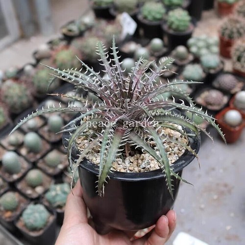 Kakteen Pflanze Pitcairnioideae Encholirium horridum L.B.Smith Cactaceae 10CM - Bild 3 von 5