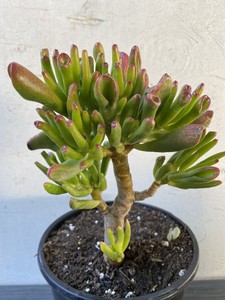 Gollum Jade Crassula Ovata Cluster Succulent Plant Free ...