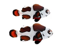 2 Mocha Storm Ocellaris Clownfish Live Captive-Bred Saltwater Aquarium Fish Pair