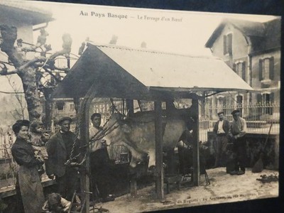 64- IM BASKENLAND.'' LE FERRAGE D'UN BOEUF .'' um1910.'' Keine Schrift''.