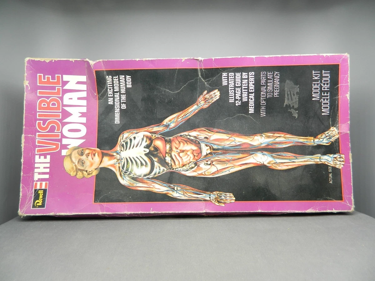 Visible Woman Indiana OTHER Models & Kits for sale | eBay