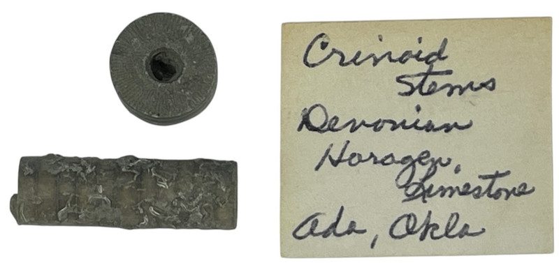 OBO 🪸🪨 FOSSIL #3 CRINOID STEM FOSSIL SEGMENT CYLINDRICAL DISPLAY SPECIMENS🪨🪸