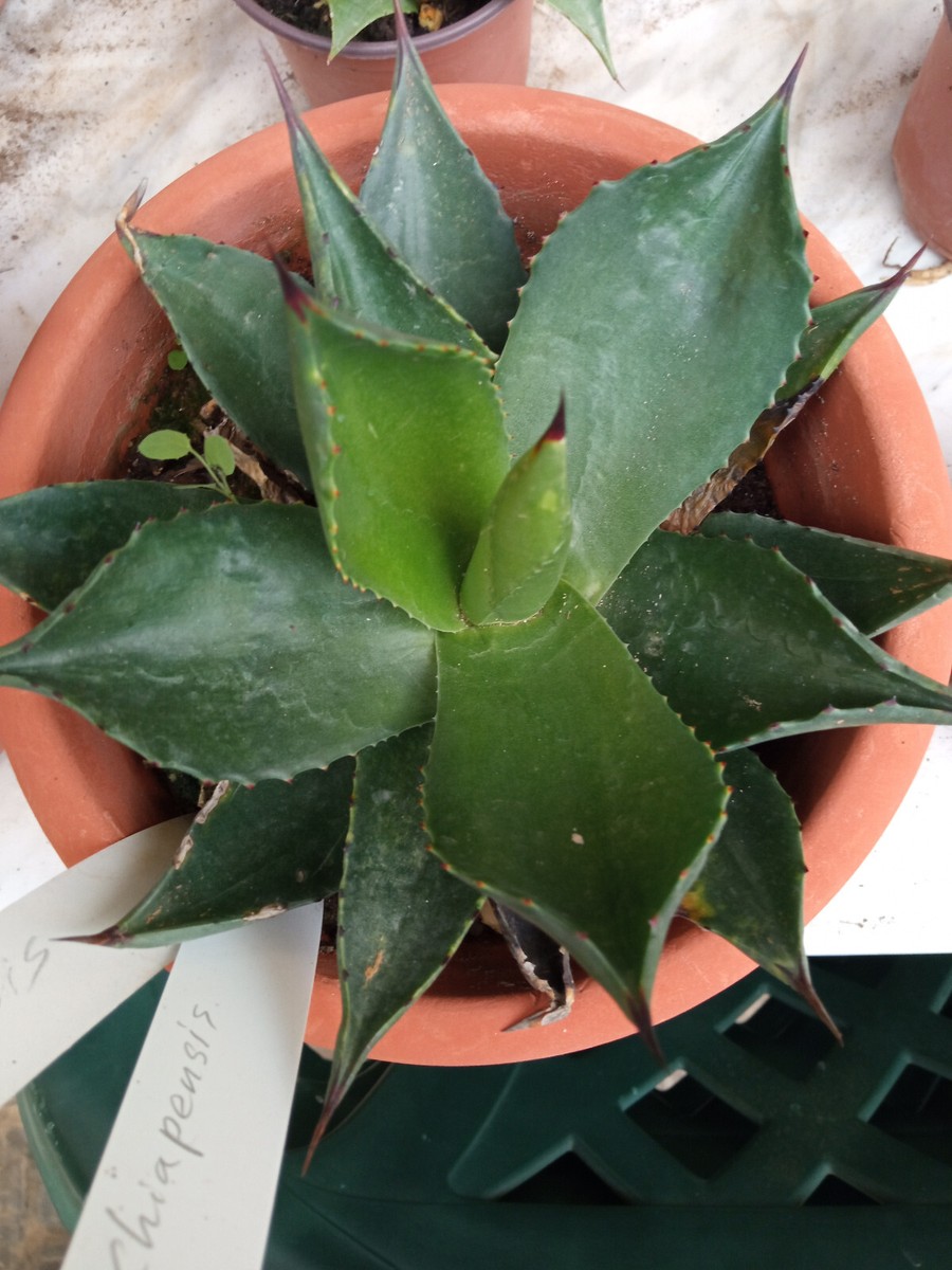 Agave Chiapensis Pflanze Sukkulenten Klein D 5 CM Sonne | eBay