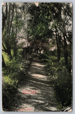 Albion MI Postcard Lovers Lane Path Through Woods DB Posted 1908