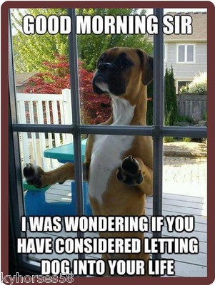 Gratuit Images Funny Dog Humor Boxer Good Morning Sir Refrigerator Magnet Ebay actualisé par