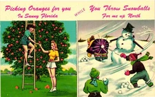 Vintage Postcard- ODK178. Picking Oranges For You. Florida. Unused 1960