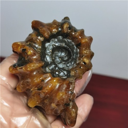 199g Ammonite specimens of natural conch from "goat's horn" of Madagascar A22 - Picture 13 of 13