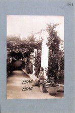 Albuminabzug Wilhelm von Gloeden No. P 0151 B - Girl under a pergola at Capri