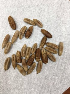 20 medjool dates seeds