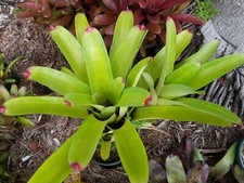 Neoregelia GOLDILOCKS Bromeliad one tropical plant BIG 