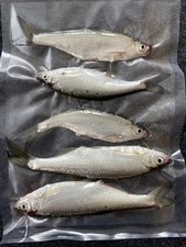 Köderfische Lauben  25 Stk 6-12Cm   5 Er Pac...