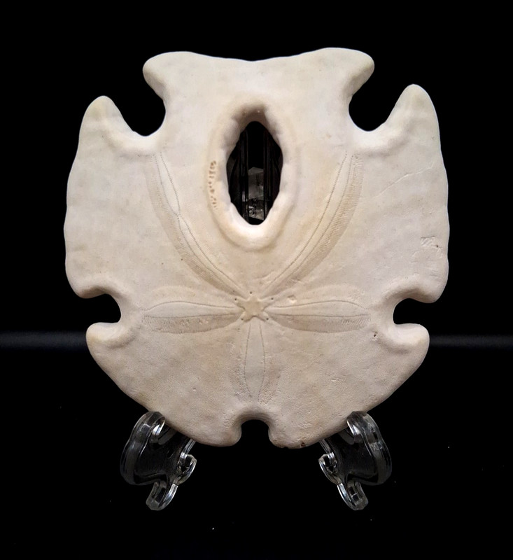 Vintage Natural Specimen Arrowhead Sand Dollar Perfect Center STAR Unique 3.75"