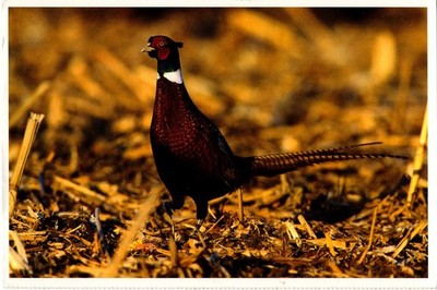 Alte Postkarte - Chinese ring-necked pheasant