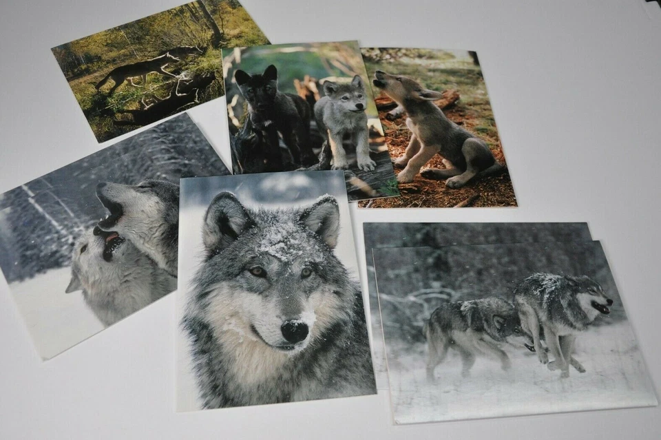 1998 Wolves at Our Door Greeting Cards Jim Dutcher 8 Cards w 7 Envelop Discovery - Image 4 of 4