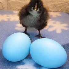 6) Fertilized Araucana chicken Hatching Eggs. Blue/Green Layers