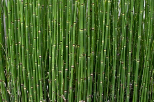 20 horsetail reed rooted plants evergreen perennial zen, landscape,ponds garden - Picture 2 of 4