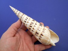 1 X-Large Marlin Spike Seashell 7"+ Terebra Maculata Shell Beach Decor Nautical
