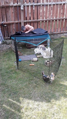 VivaPet Outdoor Octagon Rabbit Run Cage - VIVA-008-55 for sale online ...