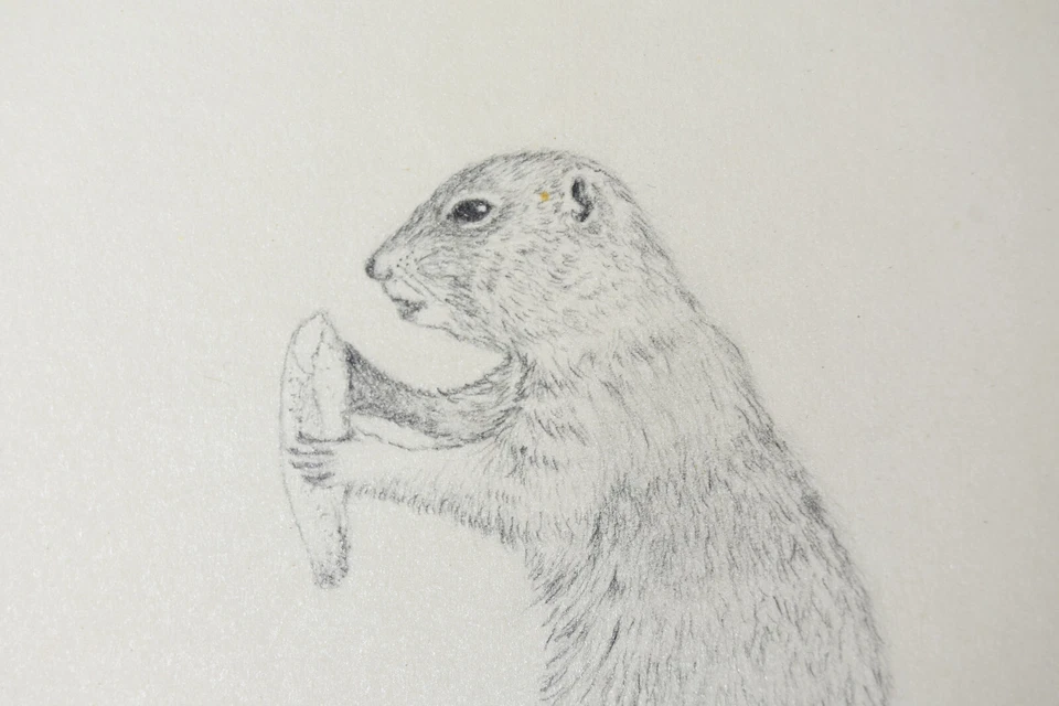 Boceto de dibujo a lápiz de colección Ardilla terrestre ártica Candace McCall Americana II Foto 3 de 4