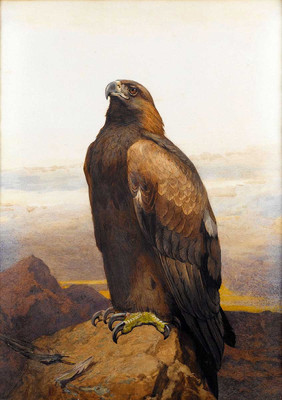 #ad Beautiful Oil painting Archibald Thorburn Nice birds hawk on the mountains $94.99