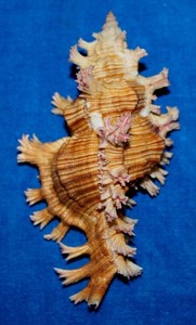 Seashell HUGE murex chicoreus saulii Okinawa 110mm F+ #S-29