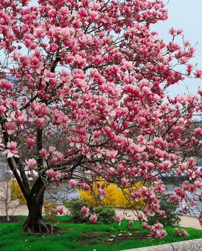 Magnolia soulangiana, Tulpen-Magnolie, rosa-weiß, 60–80 cm - Bild 13 von 14