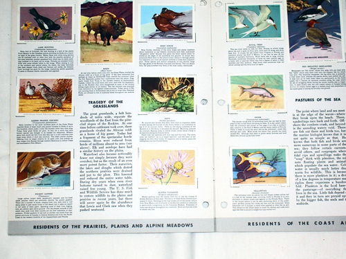 Lotto francobolli o album Federazione nazionale faunistica, 1951-1960 vedi descrizione - Foto 3 di 10