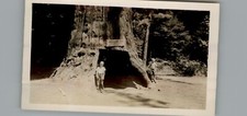 Antique 1940's The Chandler Tree -  Black & White Photography Photos