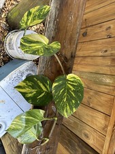 Giant Variegated Golden Pothos Hawaiian Epipremnum Cutting 1 Long 6 Nodes