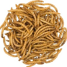 DRIED MEALWORMS - (50g to 12.5kg) - Wild Bird Wildlife Food Premium Feed Treats