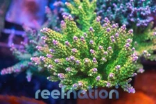 ARC Master Yoda Coral Frag SPS Zoa LPS Paly Polyps *Special This Week Only**