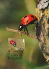 Ladybird Nature Moment Ladybug in Finland Mint FDC Maxi Card 2018