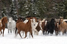 Wild Horse Round Up Photo Photograph Poster Horse Pictures Wall Decor Horse Post